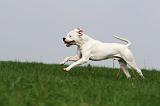 DOGUE ARGENTIN 385
